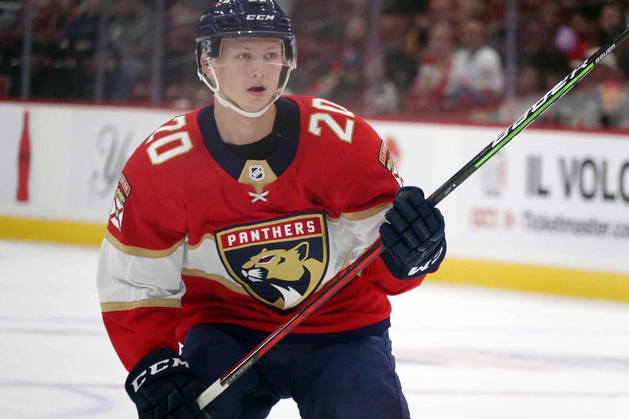 Florida panthers