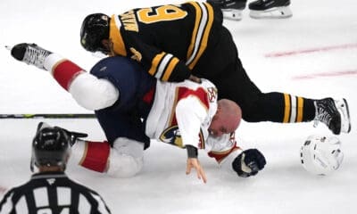 Panthers bruins